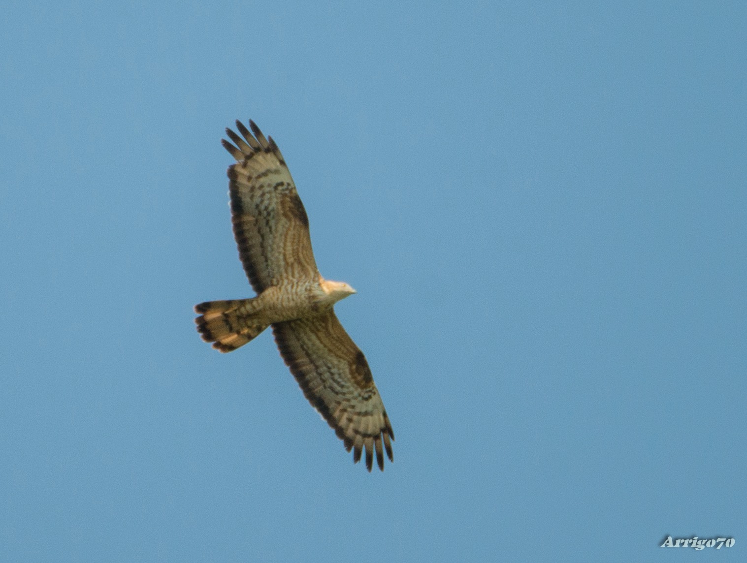 /public/elba/maschio di falco pecchiaiolo.jpg?IdGalleriaImmagini=13&IdPaginaTestuale=Appennino&IdProgetto=1